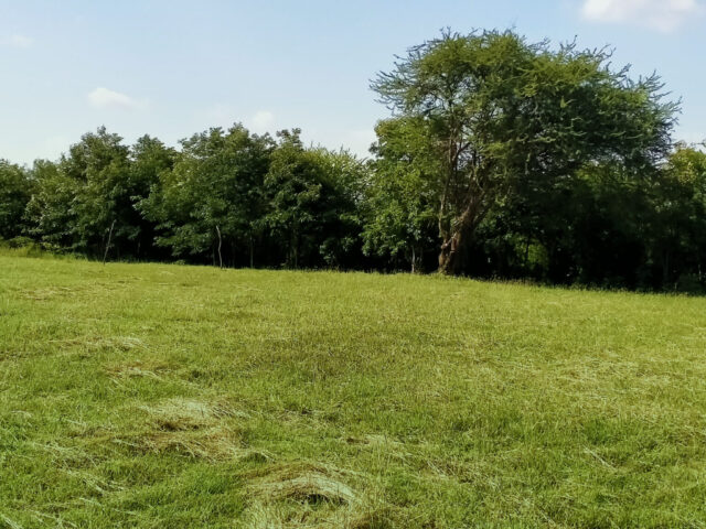 Green large sports field